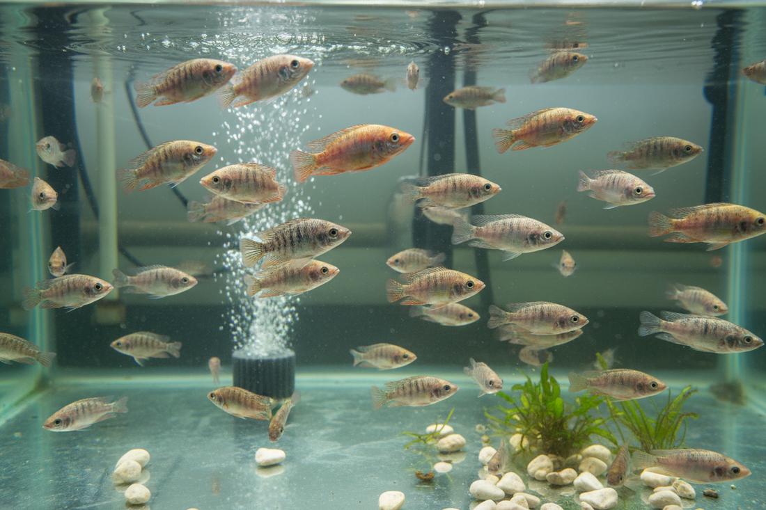 Alevins monosexes Tilapias Rouges/Gris pm 5gr/10gr