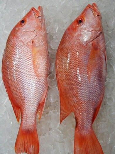 Tilapias Rouge frais