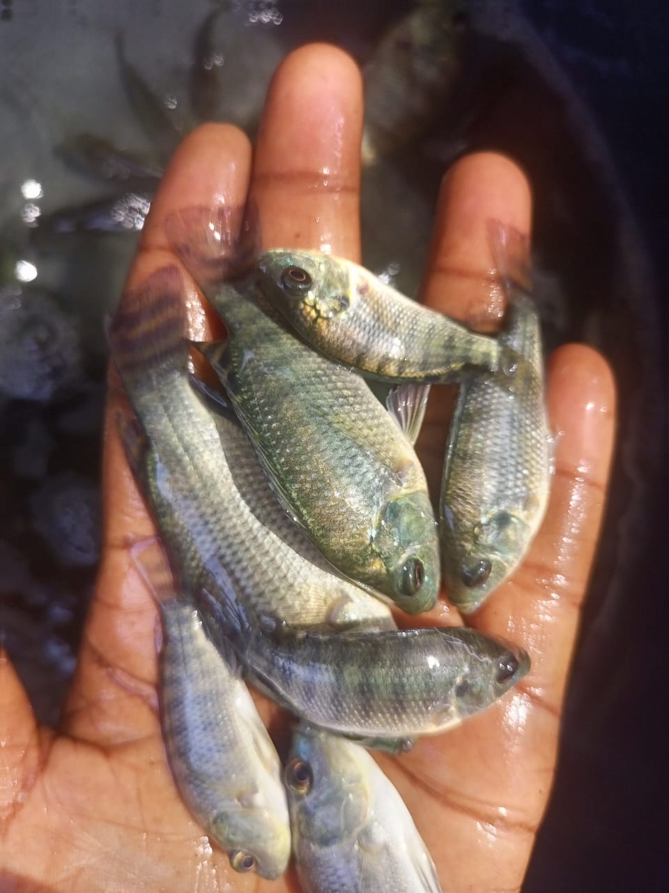 Alevins mixtes Tilapias