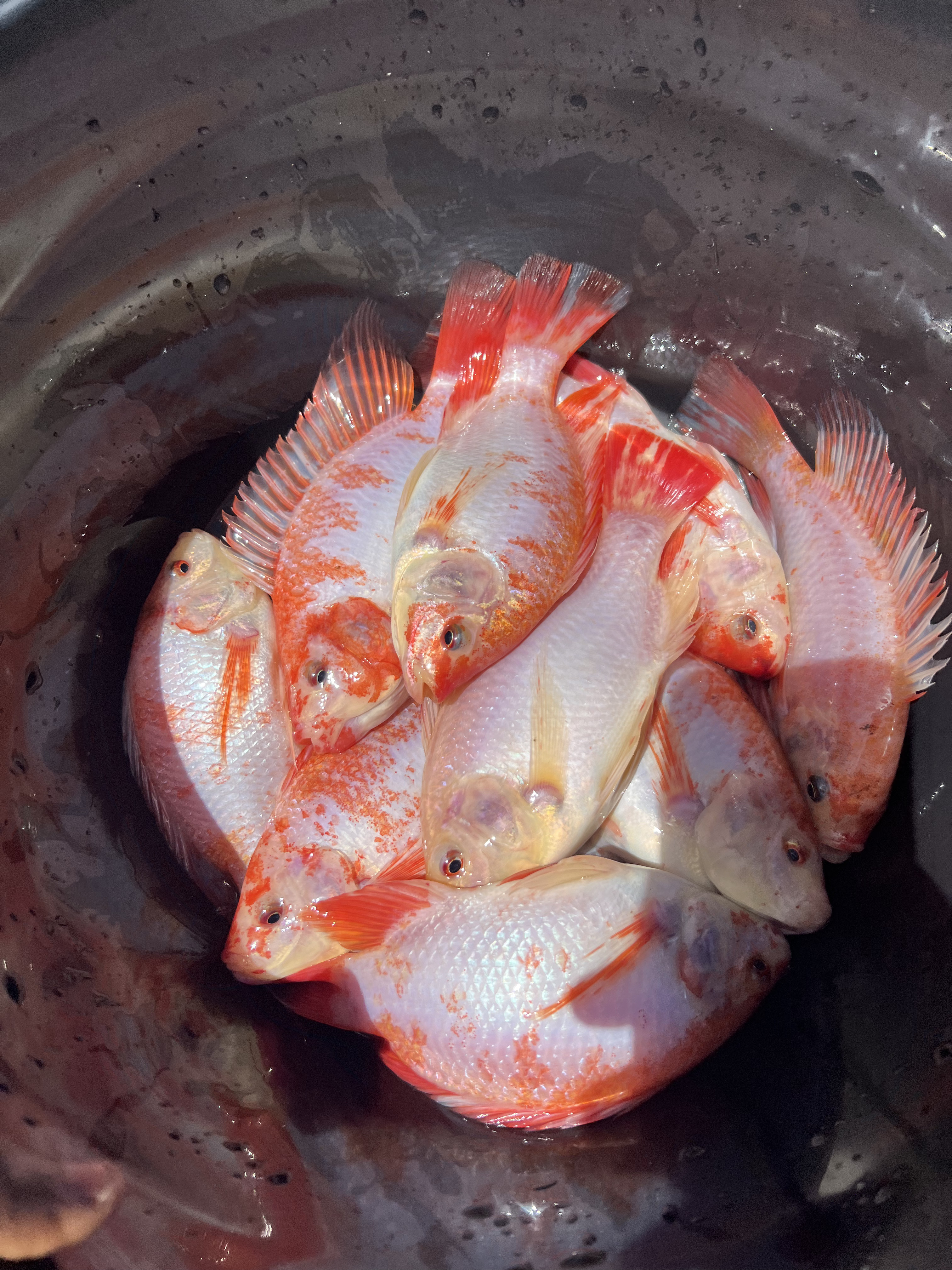 Tilapias Rouge frais