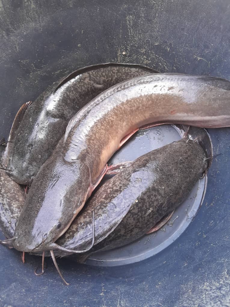 Clarias frais